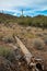 Dry woody pith of a dead cactus, Giant cactus Saguaro cactus (Carnegiea gigantea), Arizona