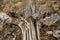 Dry woody pith of a dead cactus, Giant cactus Saguaro cactus (Carnegiea gigantea), Arizona