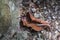 Dry worm on dried leaves on forest trails in national park.