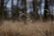 Dry yellow beige grass in the forest woods park. Natural background with bare trees and high dried grass in winter. Cold dull