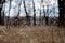 Dry yellow beige grass in the forest woods park. Natural background with bare trees and high dried grass in winter. Cold dull