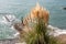 Dry yellow Cortaderia Selloana Pumila feather pampas grass with is on a blue sea and sky background