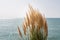 Dry yellow Cortaderia Selloana Pumila feather pampas grass with is on a blue sea and sky background