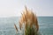 Dry yellow Cortaderia Selloana Pumila feather pampas grass with is on a blue sea and sky background