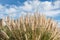 Dry yellow Cortaderia Selloana Pumila feather pampas grass with is on a blue sky with white clouds background in the park