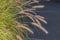 Dry yellow Cortaderia Selloana Pumila feather pampas grass with is on a dark background