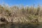 Dry yellow Cortaderia Selloana Pumila feather pampas grass with river and a blue sky