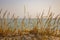 Dry yellow grass in dune against calm sea. Seaside background. Tall reed on sand beach. Seascape on sunset.