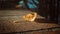 a dry yellow leaf fell from a tree and lies on a brick fence in the rays of the setting autumn sun