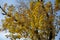 Dry yellow leaves of Fraxinus pennsylvanica  against blue sky