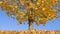 Dry yellow leaves on maple tree float in wind 4K