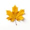 dry yellow maple leaf isolated on a white or transparent background, thanksgiving overlay mockup