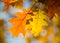 Dry yellow oaken leaves on a branch