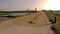 Dry yellow ripe rice on the dike in the sunny afternoon