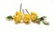 Dry yellow roses on a white background. Three delicate dried flowers with dried leaves close-up.