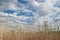 Dry yellow tall grass against a blue sky with white clouds