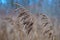 Dry yellow tall grass in field. Autumn cozy floral landscape in wild