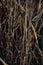 Dry yellow thin reed grass at sunset light in field. macro, close-up