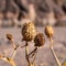 Dry yellow thorn plant in the Sahara desert