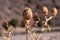 Dry yellow thorn plant in the Sahara desert