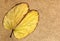 Dry Yellowing Camels Foot Leaf on Brown Wood Background