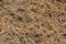 Dry yellowish brown grass background