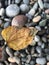 The dry yellowish leaf on rocks