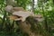 Dryad`s Saddle Bracket fungi