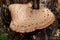 Dryad`s saddle mushroom on an old wooden stump