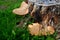 Dryad`s saddle mushroom on an old wooden stump