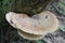 Dryad`s Saddle or Pheasant Back Mushroom Cerioporus squamosus in forest