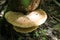 Dryad`s Saddle or Pheasant Back Mushroom Cerioporus squamosus in forest