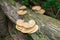 Dryad`s Saddle Polyporus squamosus, Fungi On A Fallen Tree Trunk In A Forest