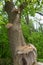 Dryad`s Saddle Polyporus squamosus, Fungi On A Tree Trunk