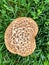 Dryad Saddle Mushroom