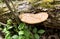 Dryad Saddle or Pheasant Back Mushroom