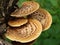 Dryads Saddle fungi fruiting on a fallen large tree.