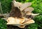 Dryads Saddle fungi fruiting on a fallen large tree.