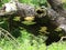 Dryads Saddle fungi fruiting on a fallen large tree.