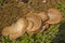 Dryads Saddle fungi, Polyporus Squamosos.