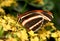 Dryadula phaetusa Butterfly