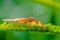 Dryas iulia butterfly with damaged wings