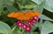 Dryas iulia Flame Butterfly