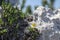 Dryas octopetala artic alpine flowering plant with eight petals