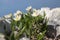 Dryas octopetala artic alpine flowering plant with eight petals