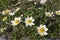 Dryas octopetala artic alpine flowering plant with eight petals