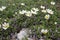 Dryas octopetala artic alpine flowering plant with eight petals