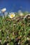 Dryas octopetala - Camedrio alpino