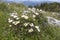 Dryas octopetala flowers or white mountain avens