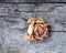 Dryed rose flower on wooden background